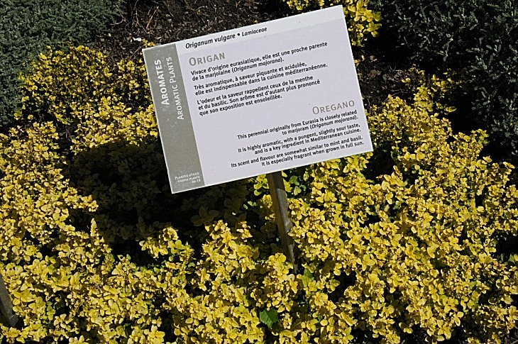 2016-7-25canadaherb 3644_01.JPG