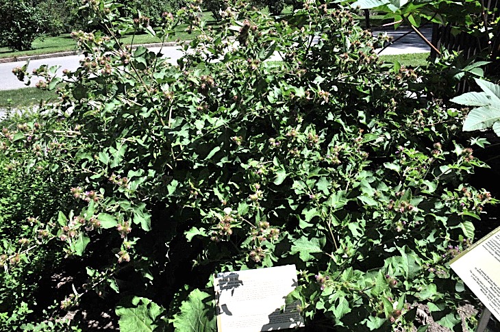 2016-7-25canadaherb 3804_01.JPG