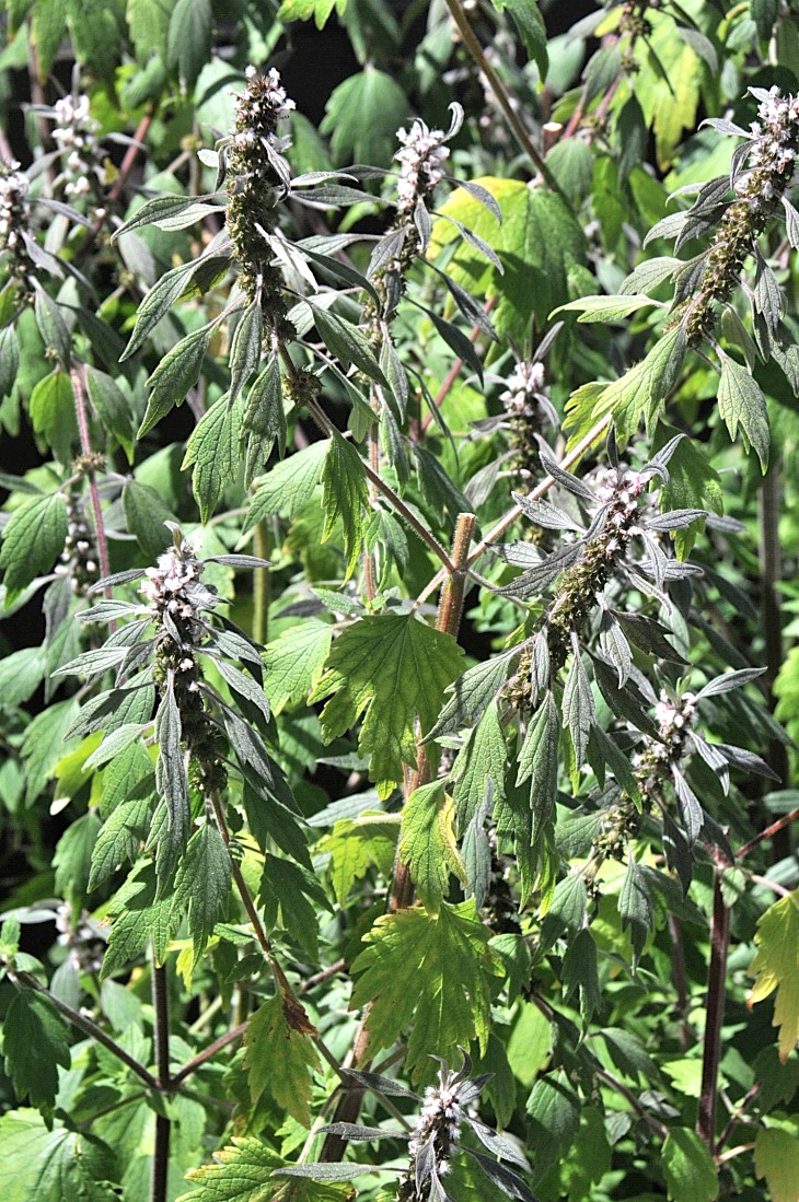2016-7-25canadaherb 3829_01.JPG