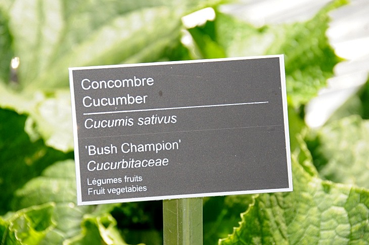 2016-7-25canadaherb 3196_01.JPG
