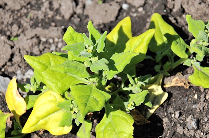 2016-7-25canadaherb 3408_01.JPG