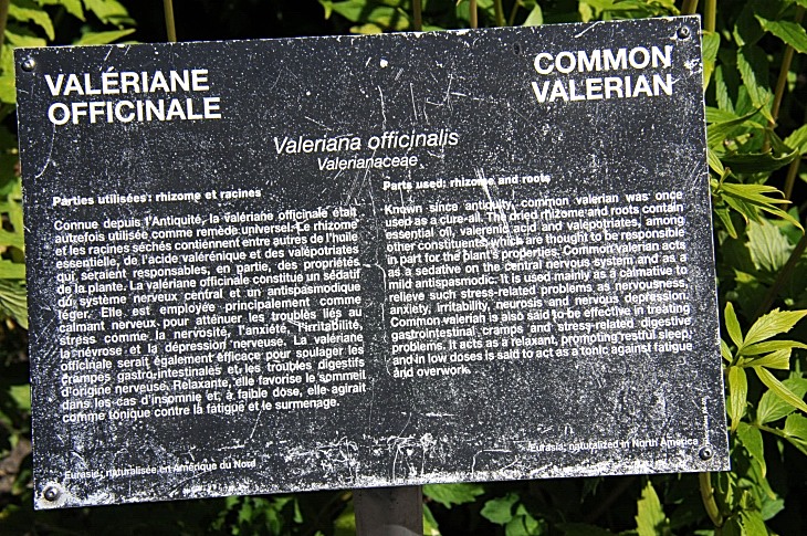 2016-7-25canadaherb 3790_01.JPG