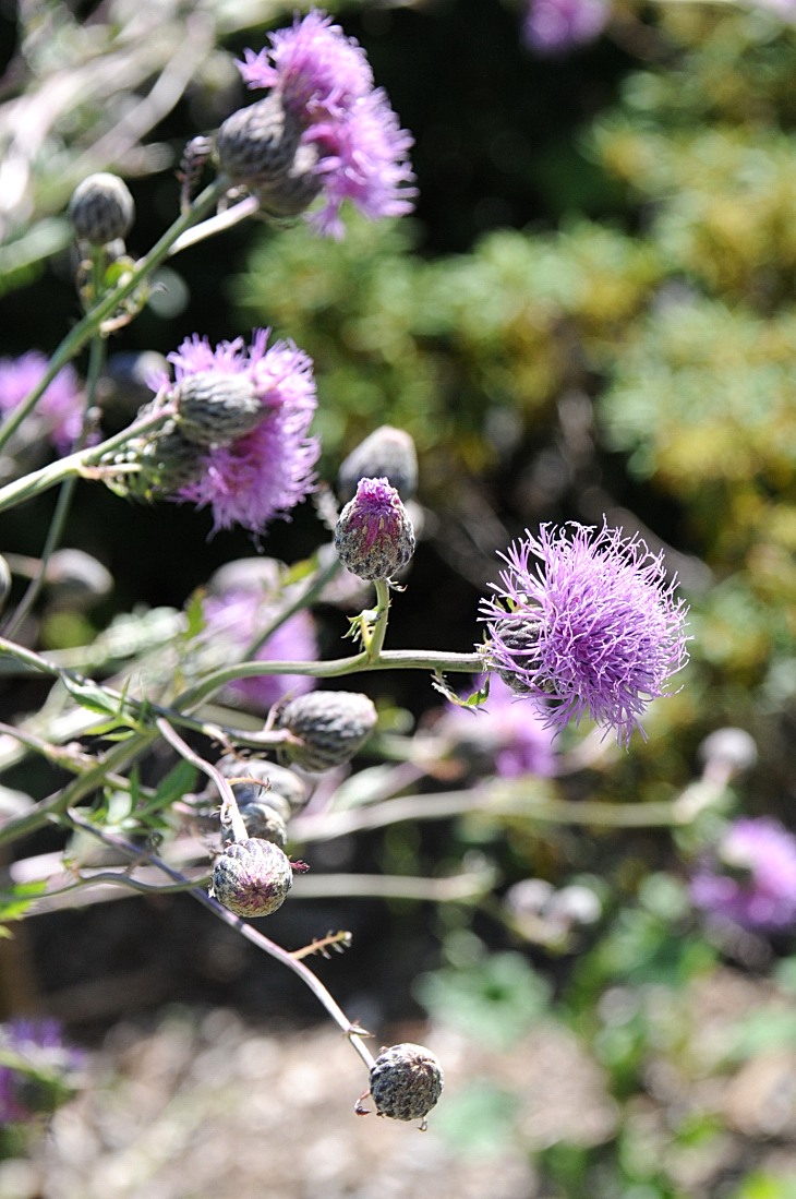 2016-7-25canadaherb 3608_01.JPG