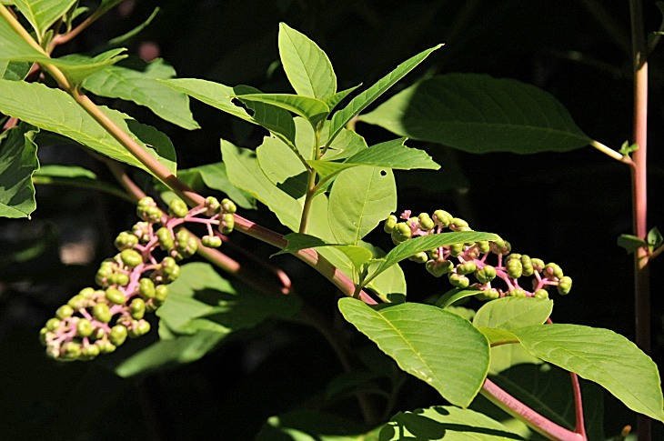 2016-7-25canadaherb 3634_01.JPG