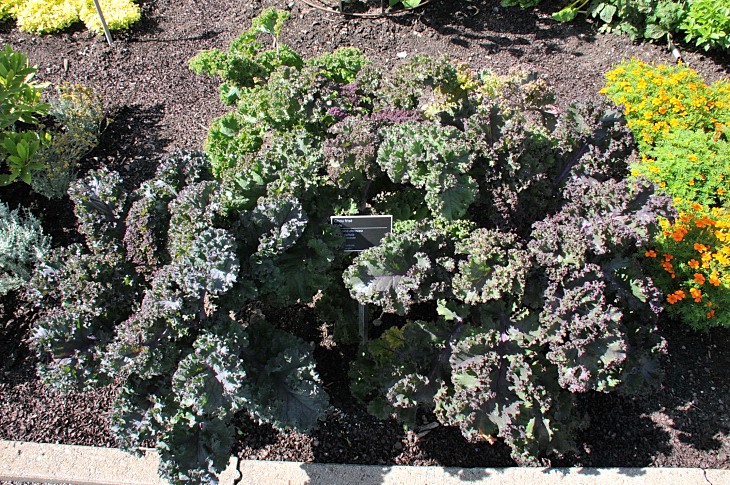 2016-7-25canadaherb 2968_01.JPG