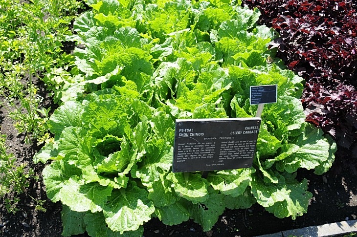 2016-7-25canadaherb 3317_01.JPG