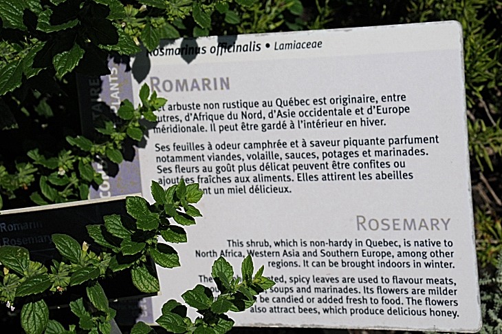 2016-7-25canadaherb 3655_01.JPG