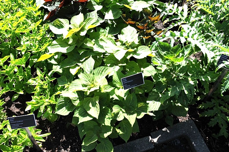 2016-7-25canadaherb 3220_01.JPG