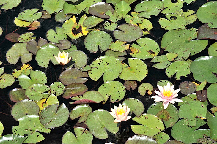 2016-7-25canadaherb 4245_01.JPG