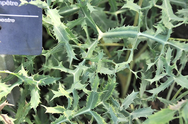 2016-7-25canadaherb 3939_01.JPG