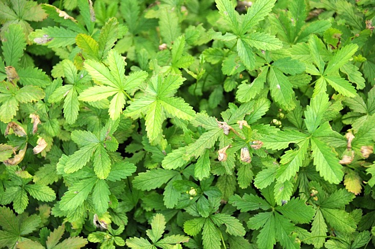 2016-7-25canadaherb 3945_01.JPG