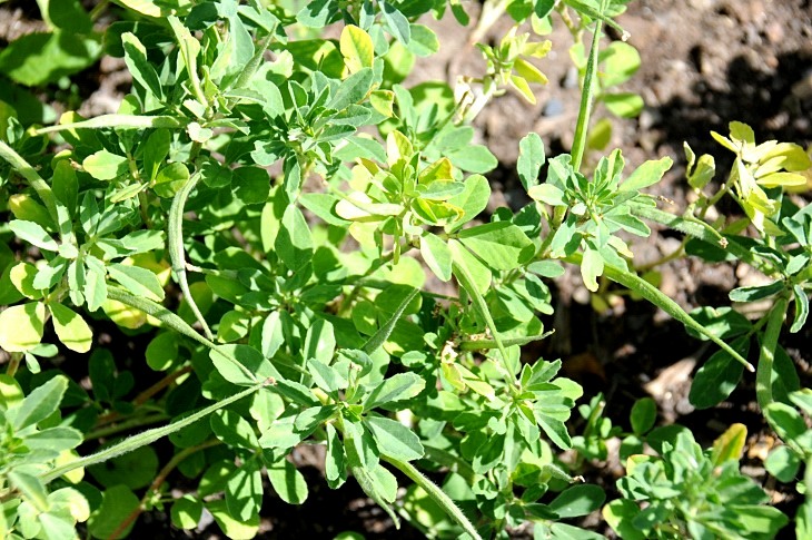 2016-7-25canadaherb 3176_01.JPG