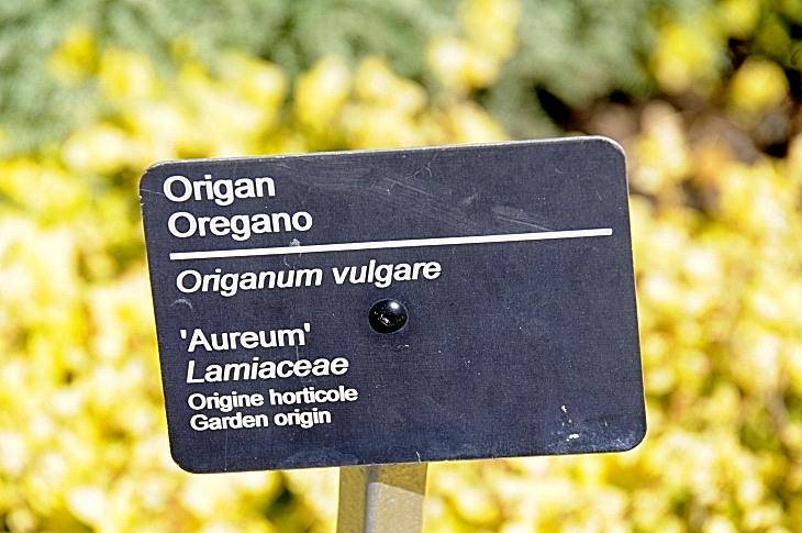 2016-7-25canadaherb 3642_01.JPG