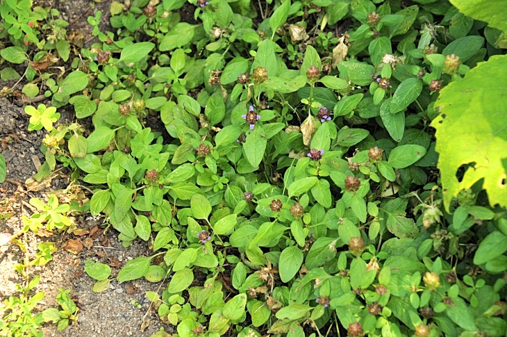 2016-7-25canadaherb 3950_01.JPG