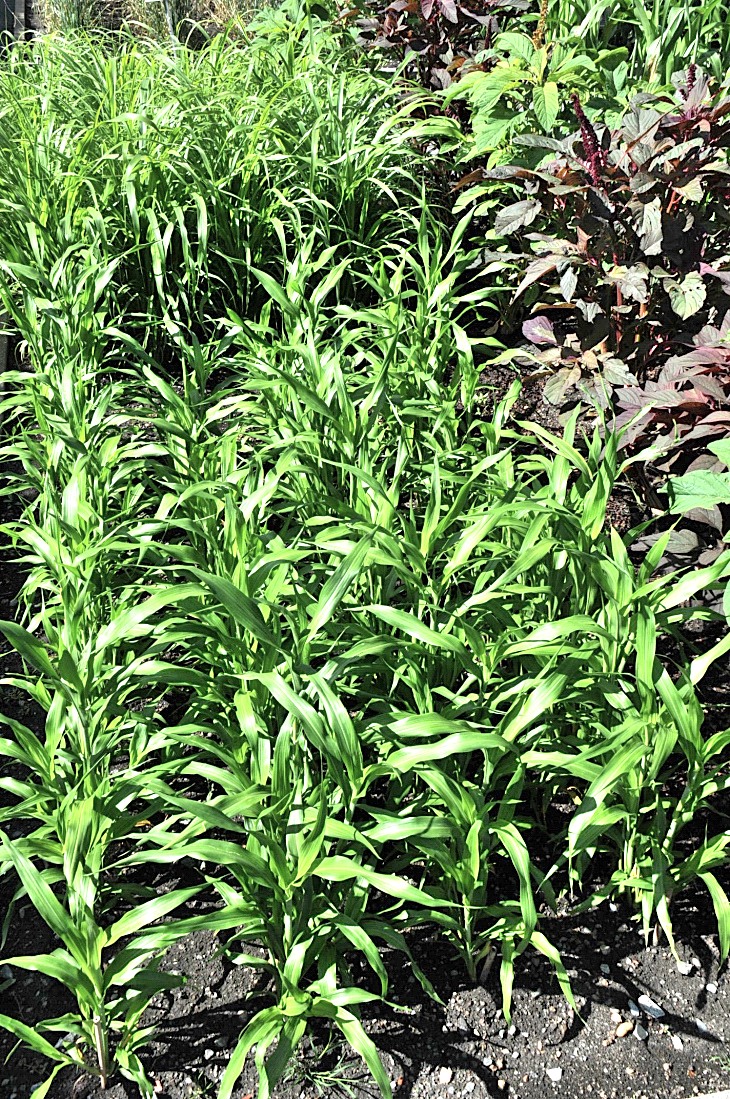 2016-7-25canadaherb 2984_01.JPG