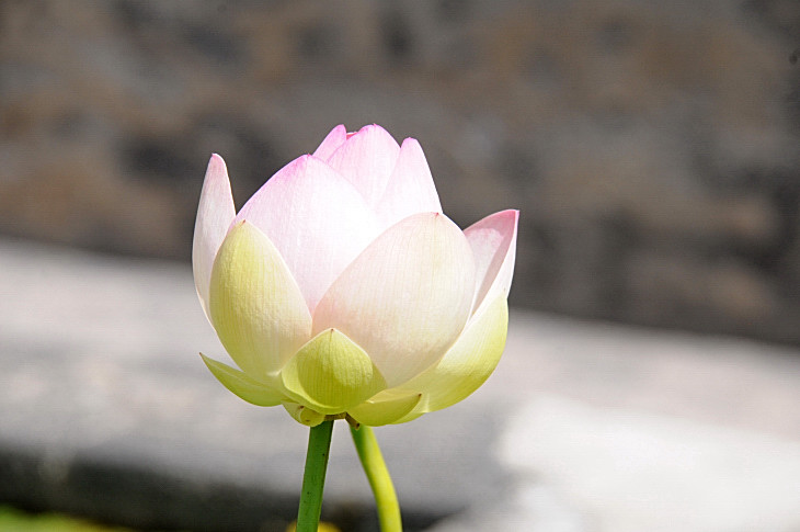 2016-7-25canadaherb 4241_01.JPG