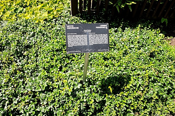 2016-7-25canadaherb 3821_01.JPG
