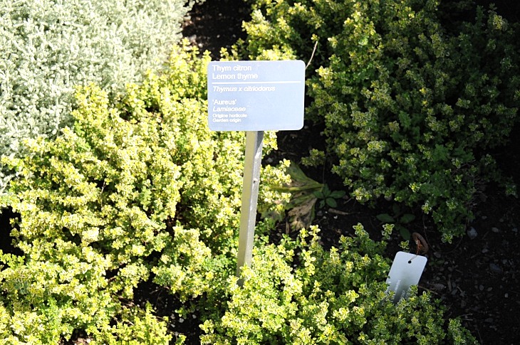 2016-7-25canadaherb 3058_01.JPG