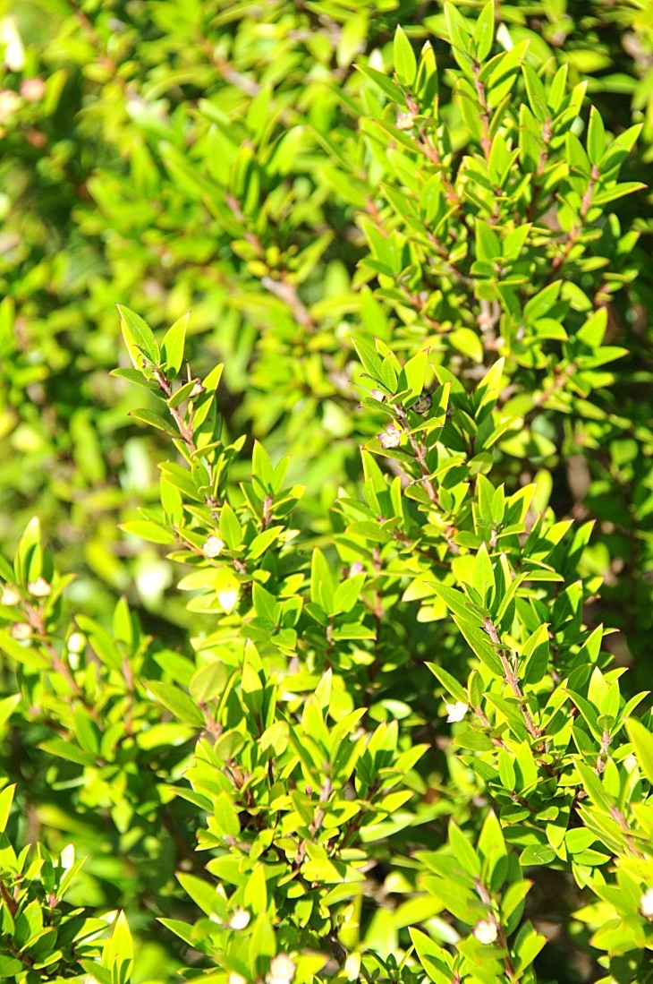 2016-7-25canadaherb 3343_01.JPG