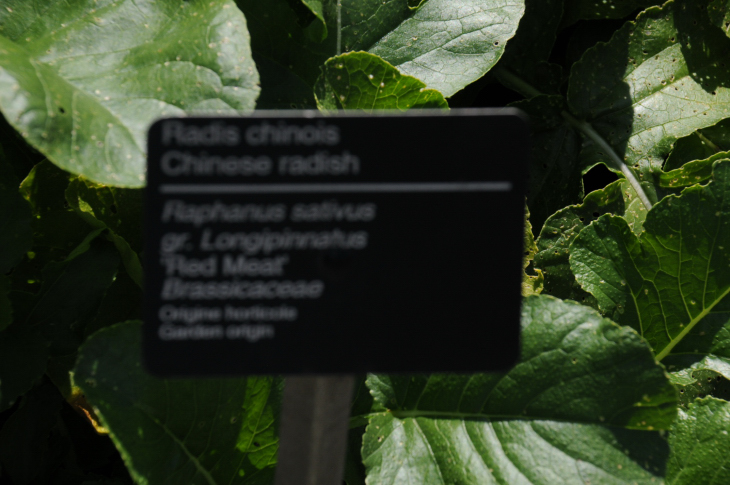 2016-7-25canadaherb 3504_01.JPG