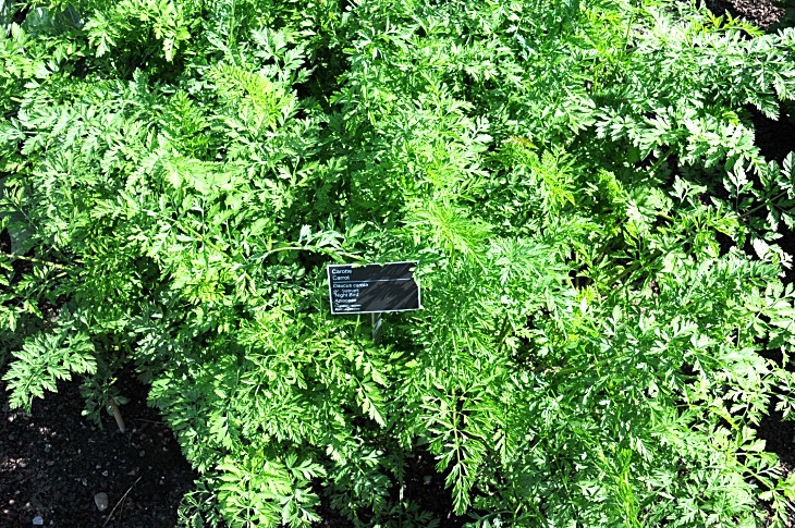 2016-7-25canadaherb 2983_01.JPG