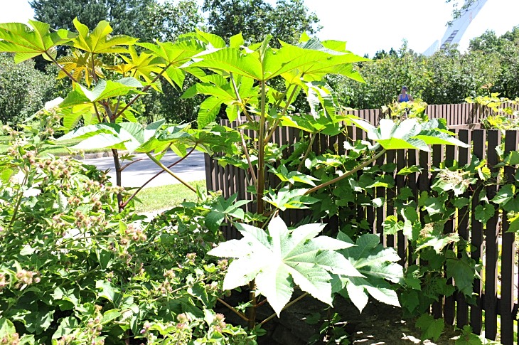 2016-7-25canadaherb 3807_01.JPG