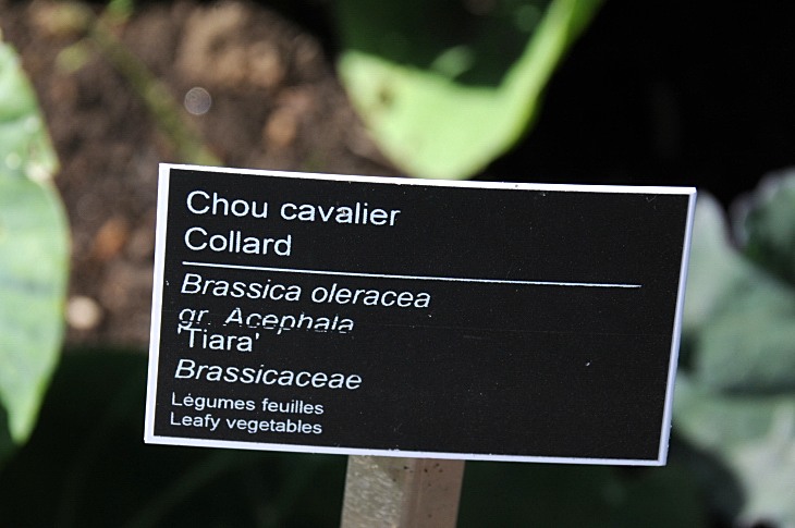 2016-7-25canadaherb 3229_01.JPG