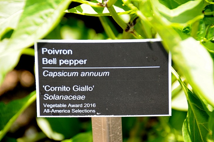 2016-7-25canadaherb 3182_01.JPG