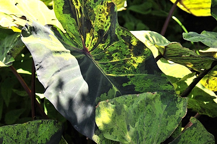 2016-7-25canadaherb 3690_01.JPG