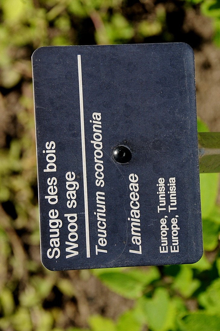 2016-7-25canadaherb 4035_01.JPG