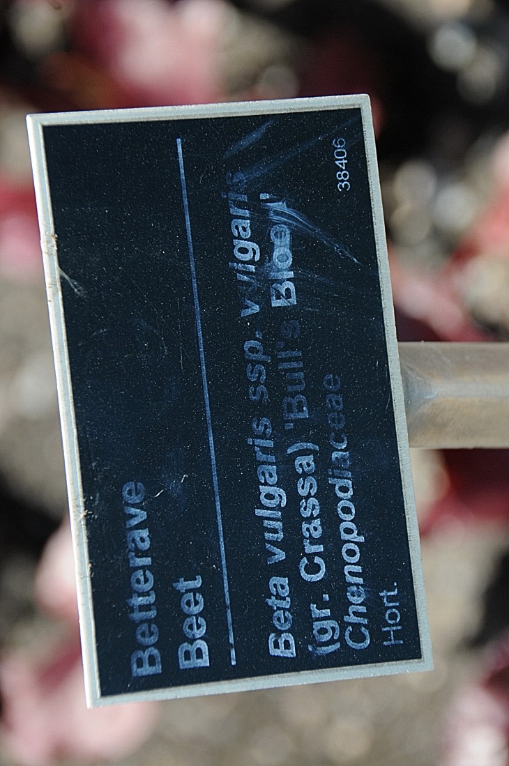 2016-7-25canadaherb 3510_01.JPG