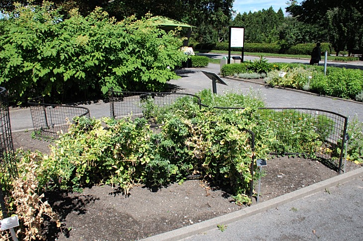 2016-7-25canadaherb 3503_01.JPG