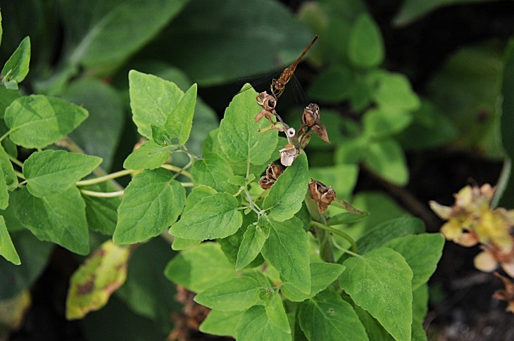2016-7-25canadaherb 3844_01.JPG
