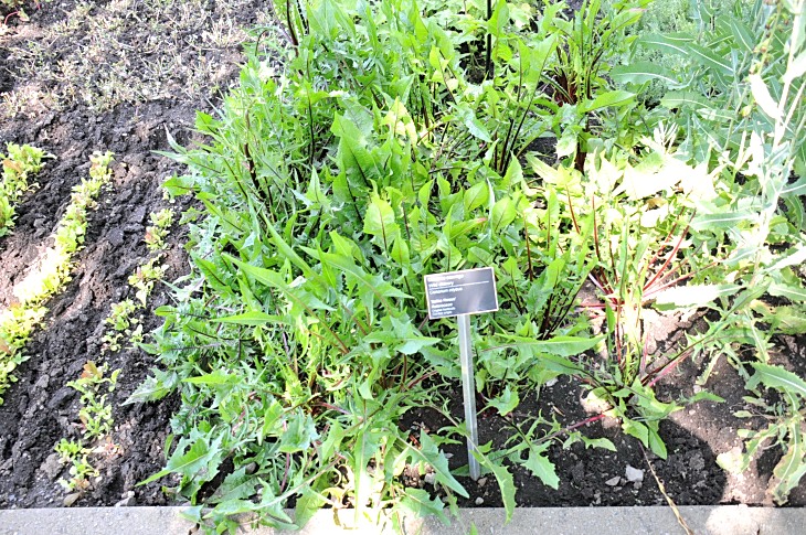 2016-7-25canadaherb 3417_01.JPG
