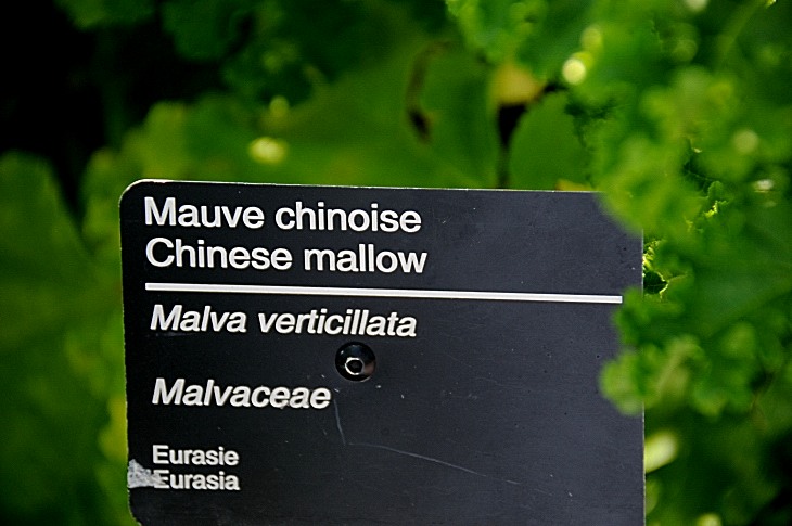 2016-7-25canadaherb 3325_01.JPG