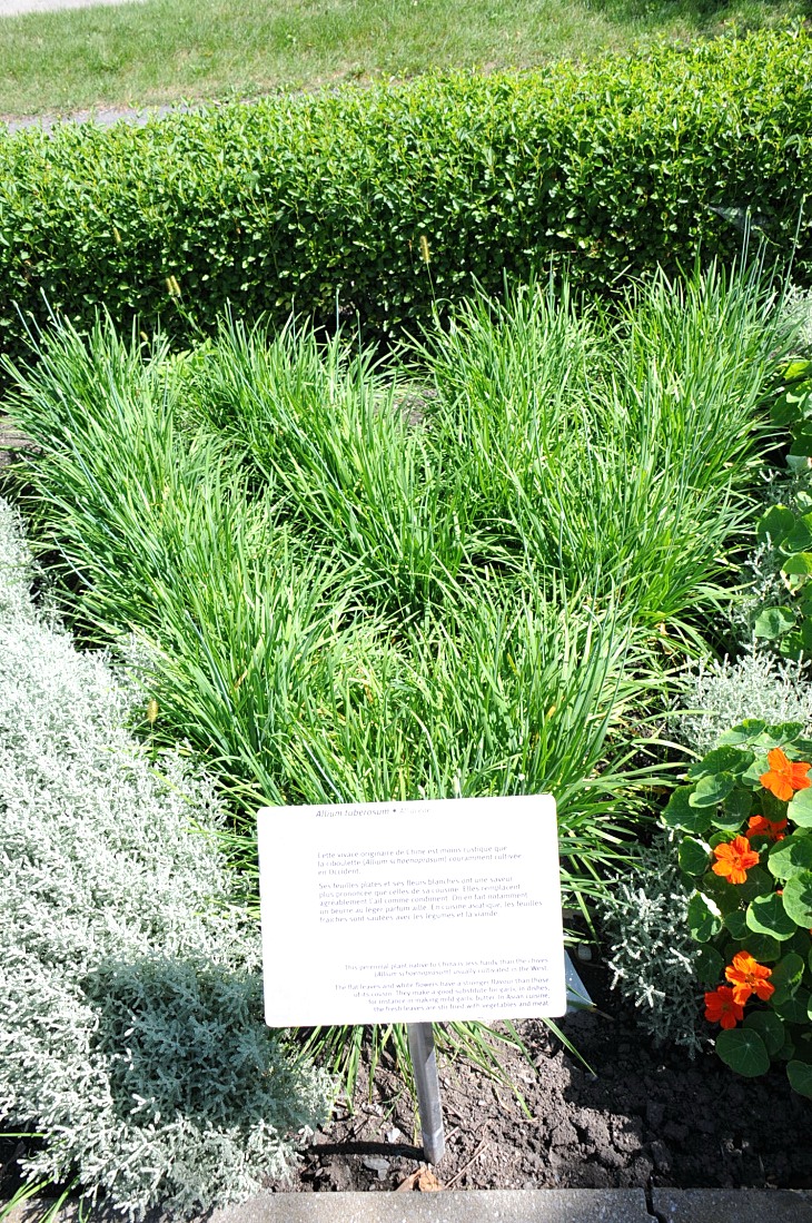 2016-7-25canadaherb 3107_01.JPG