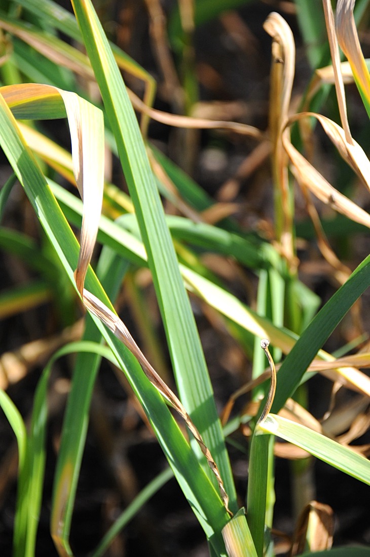 2016-7-25canadaherb 3158_01.JPG