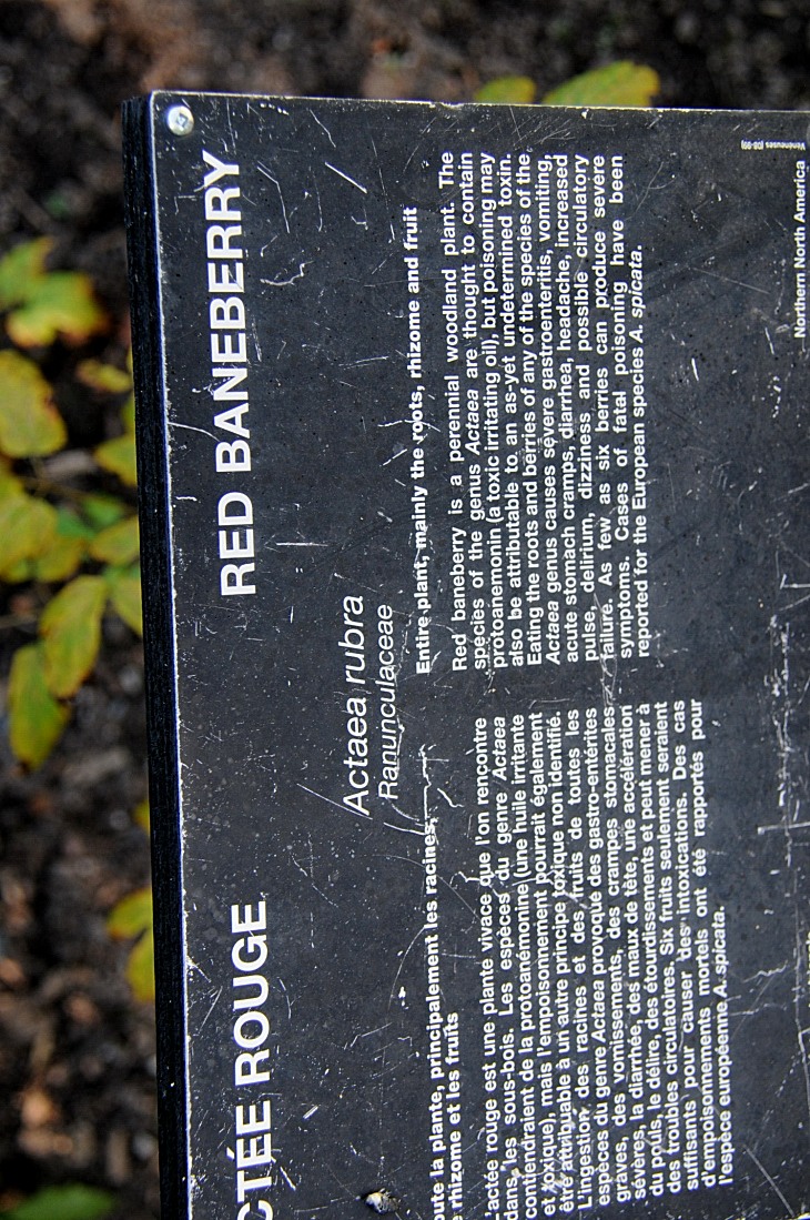 2016-7-25canadaherb 4070_01.JPG