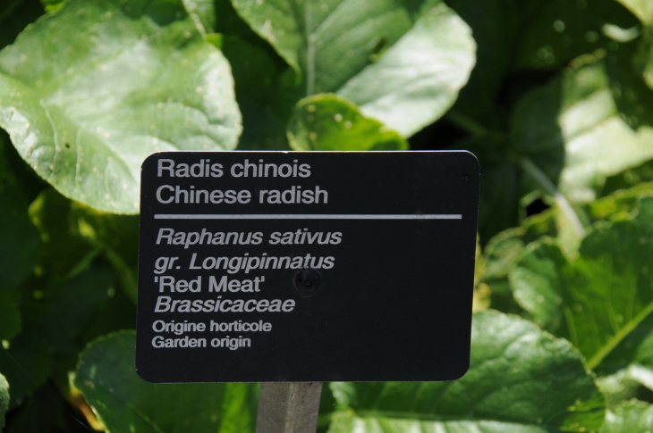 2016-7-25canadaherb 3505_01.JPG