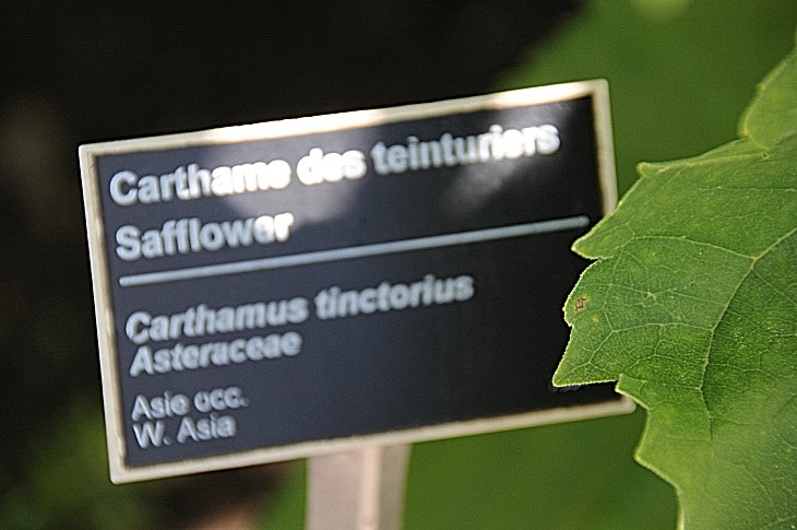 2016-7-25canadaherb 3275_01.JPG