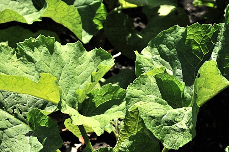 2016-7-25canadaherb 3324_01.JPG