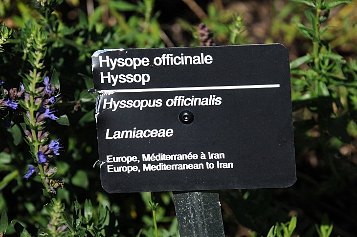 2016-7-25canadaherb 3349_01.JPG