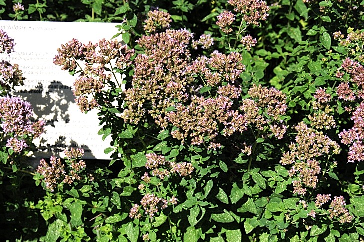 2016-7-25canadaherb 3345_01.JPG