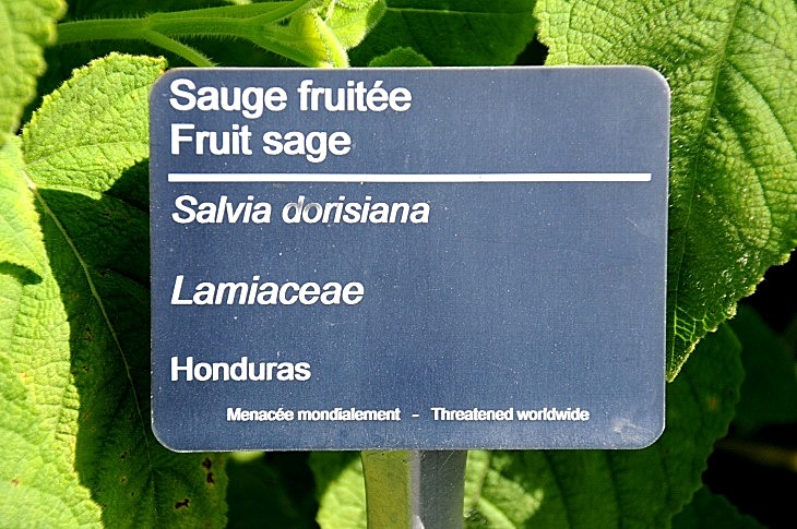 2016-7-25canadaherb 3168_01.JPG