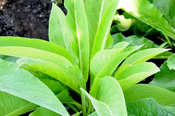 2016-7-25canadaherb 3397_01.JPG