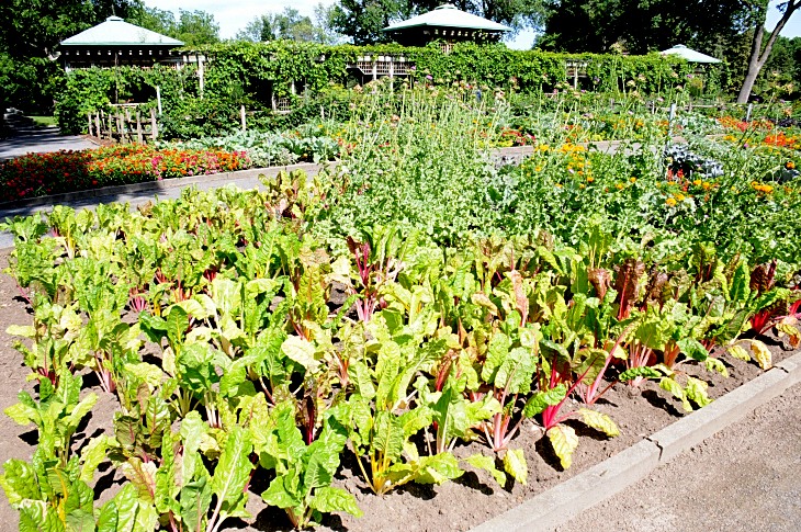 2016-7-25canadaherb 3242_01.JPG