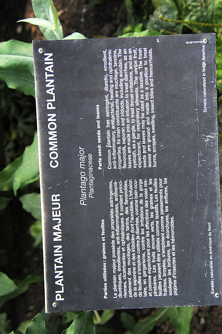 2016-7-25canadaherb 3859_01.JPG