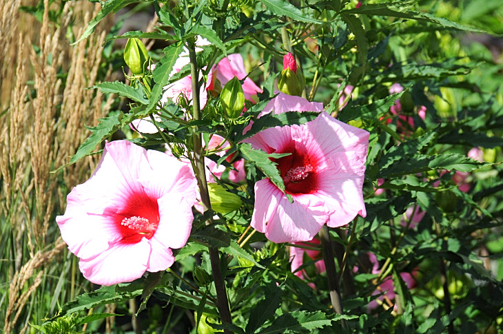 2016-7-25canadaherb 2903_01.JPG