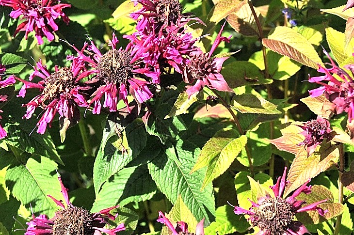 2016-7-25canadaherb 3209_01.JPG