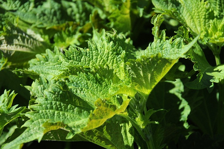 2016-7-25canadaherb 3299_01.JPG